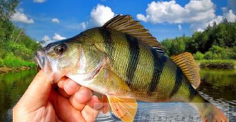 Рыбалка на окуня в августе: хитрости, которые не оставят без улова