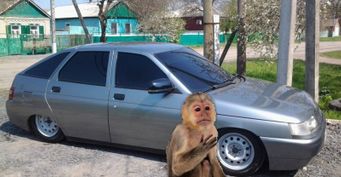 Старая LADA вместо макаки: Автолюбитель из Махачкалы меняет обезьяну на машину за 100 тысяч рублей