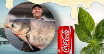 Приманки для толстолоба и карася из Кока-колы и сгущёнки, посоветовали рыбаки