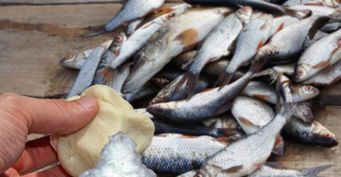 Армированное тесто: Рецепт уловистой приманки для мирной рыбы