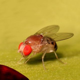 Ученые: насекомые обладают интеллектом