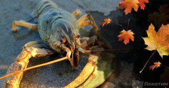 Осенний жор и приманка с душком: Искусство ловли рака ночью раскрыл рыбак