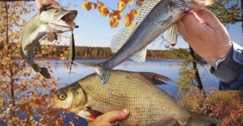 Рыболовный календарь на октябрь 2020: Лучшие дни, чтобы поймать судака, леща и щуку до настоящих холодов