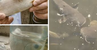 Мутанты в Зоне отчуждения: Каких рыб удалось выловить в Чернобыле