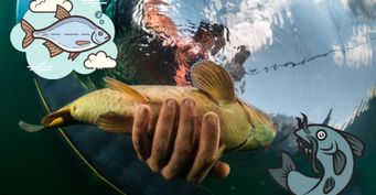Рыбалка на сазана, леща и сома в августе: Прогноз клёва 2020 года