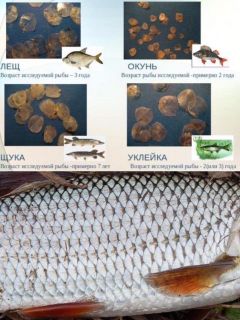 Определение возраста рыбы по чешуе